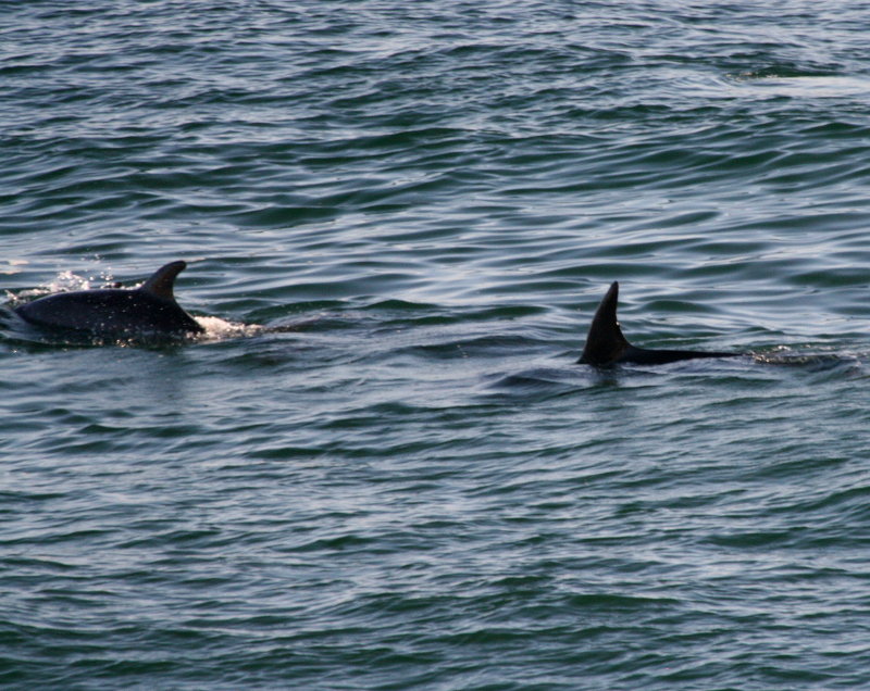 Porpoises  Laguna Beach IMG_6257.JPG