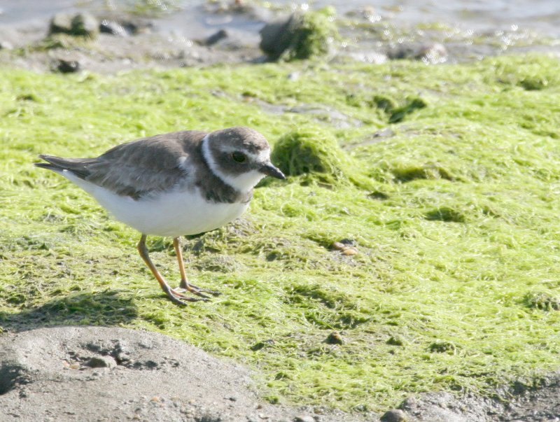 Semipalmated Plover  Bolsa Chica IMG_6568.JPG