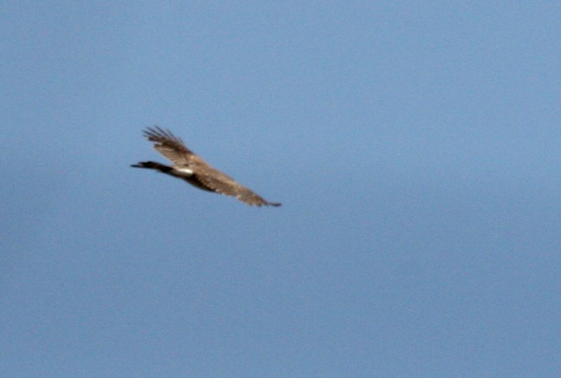 Coopers Hawk  Bolsa Chica IMG_6793.JPG