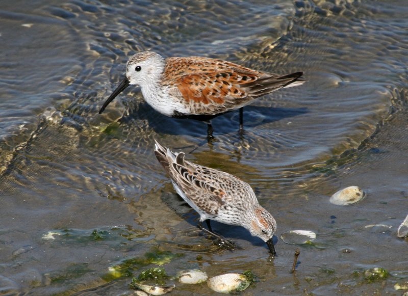 Dunlin  W Sndppr  Bolsa Chica IMG_6728.JPG
