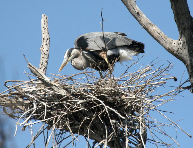 GrBl Heron nest  Bolsa Chica IMG_6760.JPG