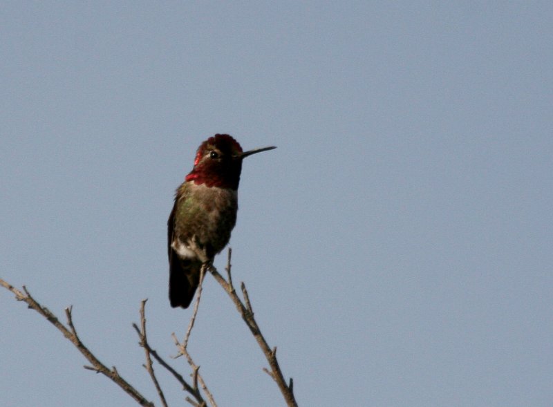 Annas Hummingbird  Top of the World IMG_7206.JPG