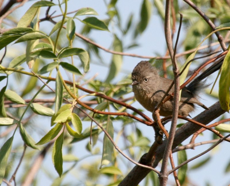 Wrentit  Top of the World IMG_7078.JPG