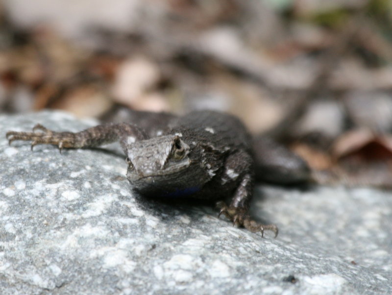 male W. Fence Lizard IMG_6991.JPG