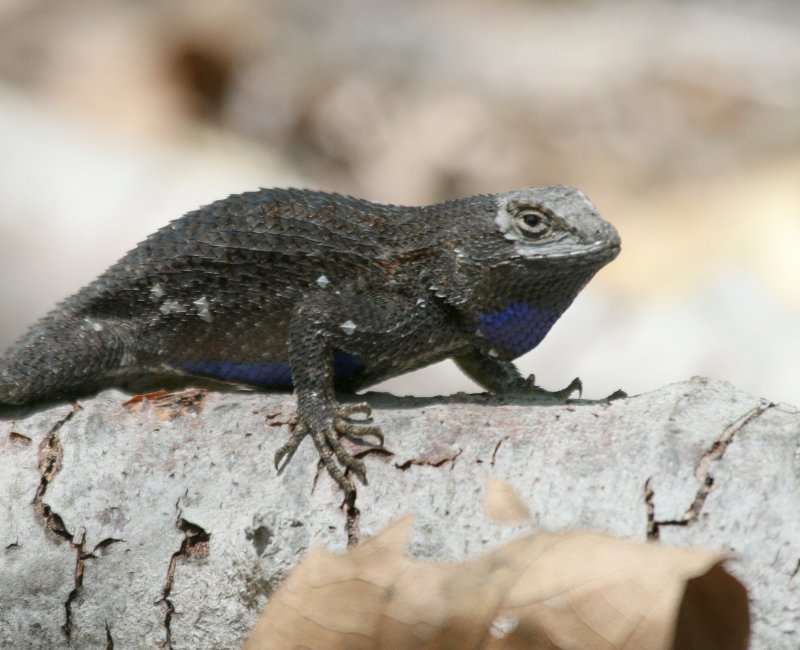 male W. Fence Lizard IMG_7001.JPG