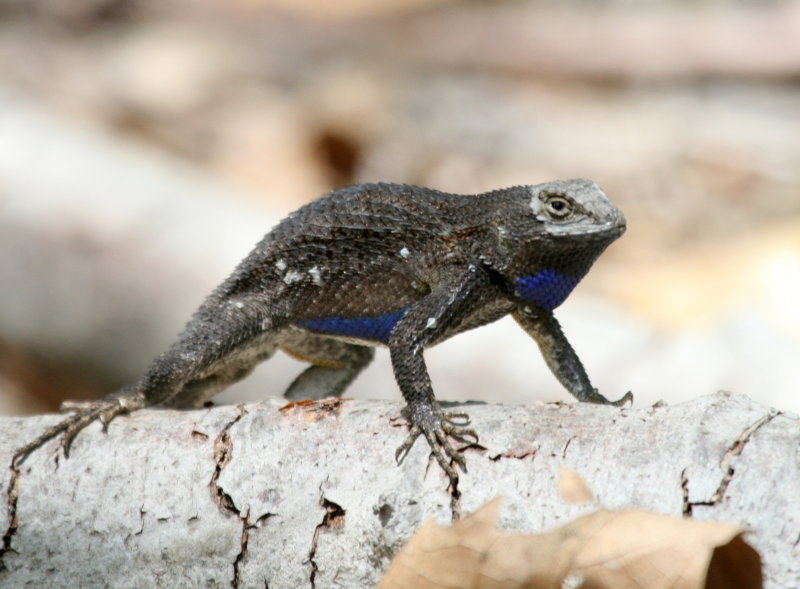 male W. Fence Lizard IMG_6998.JPG