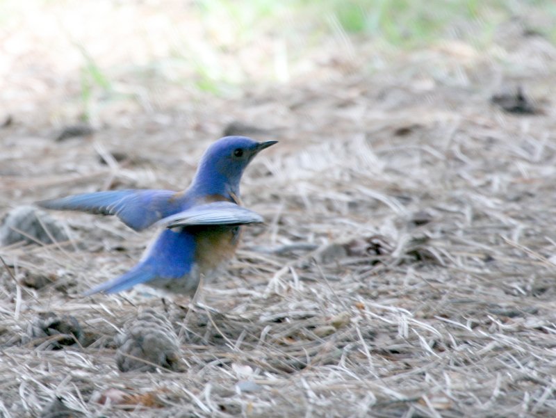 Western Bluebird  Central Park Hunington Beach IMG_6959.JPG