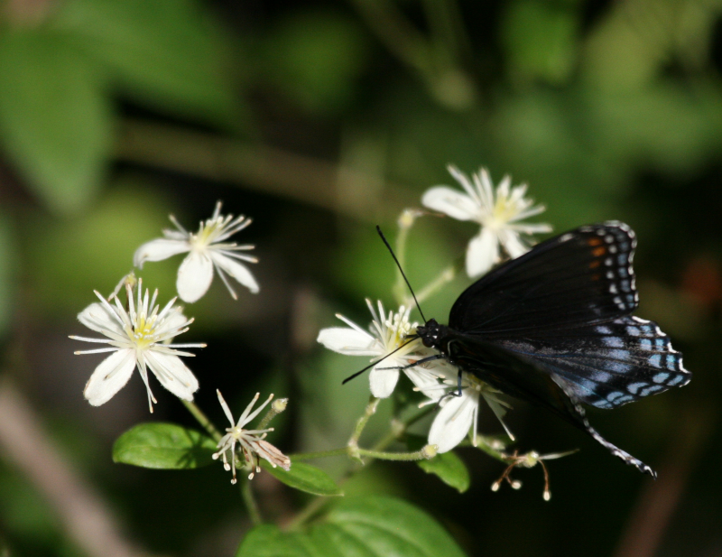 Butterfly  Amys IMG_0201.png