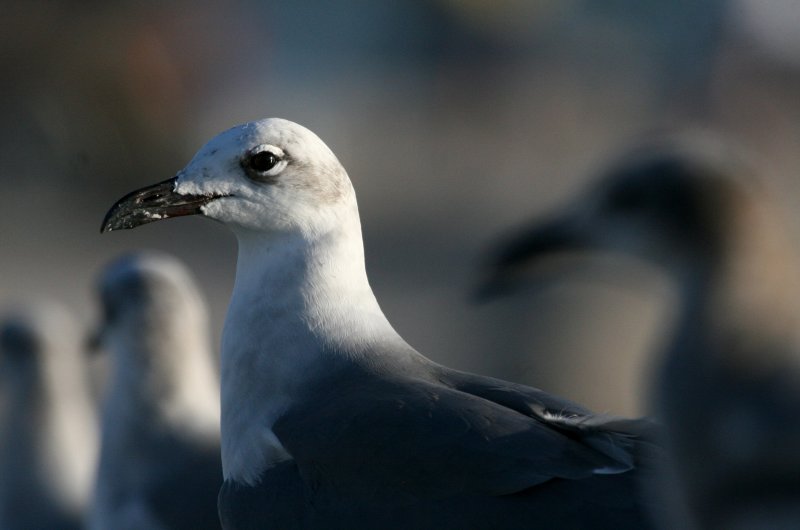 Laughing Gull  Indian Point IMG_0258.JPG