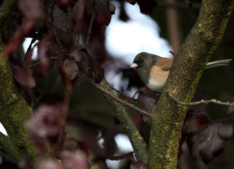 Oregon Junco  Leslies house IMG_0558.jpg