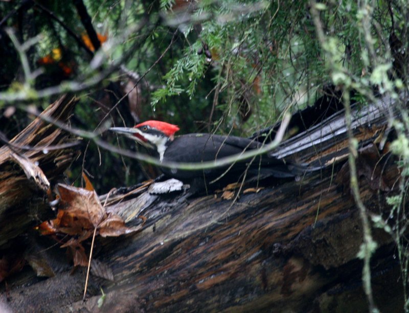 Pileated Woodpecker  Schmidtz Park IMG_1016.JPG