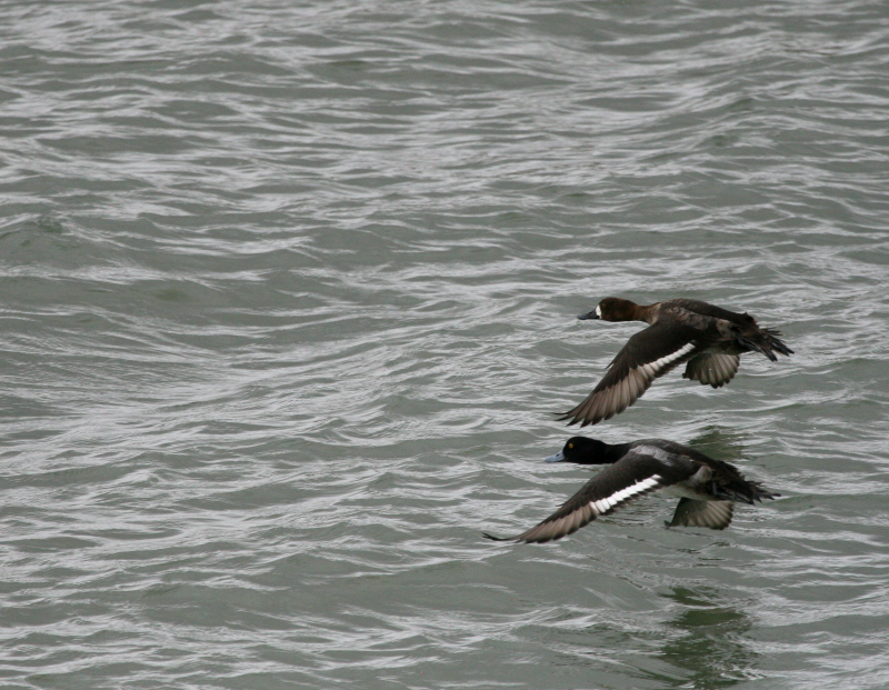 Lesser Scaup flight IMG_1867.png