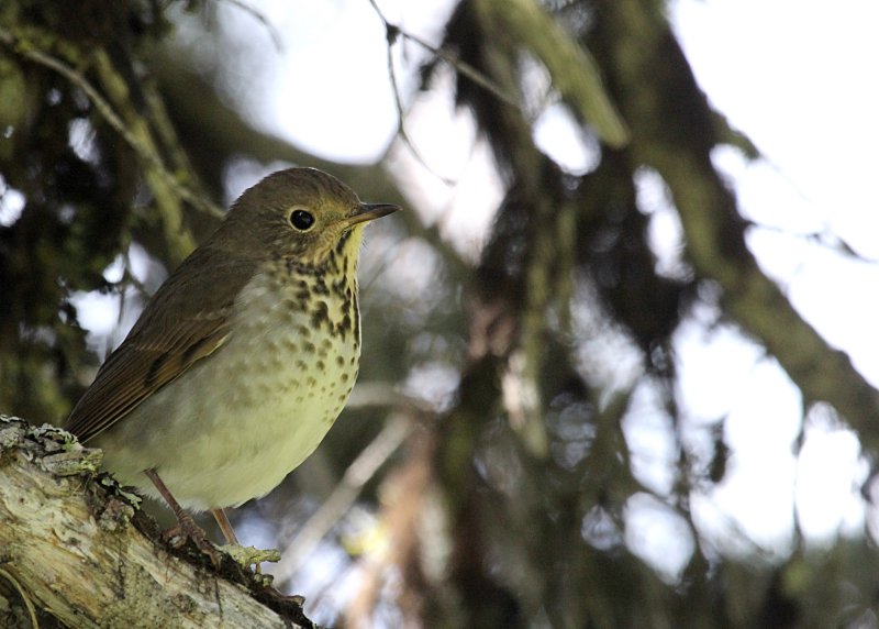 Swainsons Thrush  the Garden Wall IMG_4978.JPG