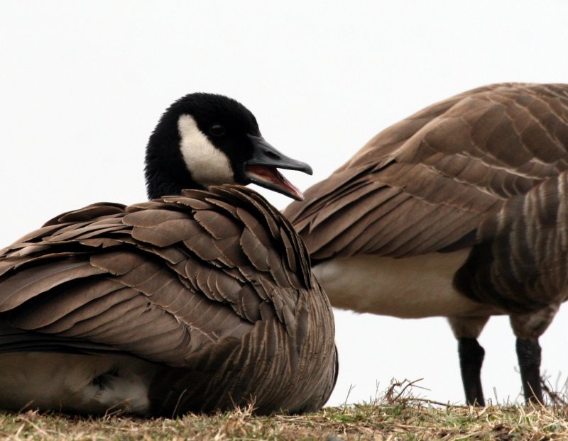 Canada Goose @ Centennial Lake