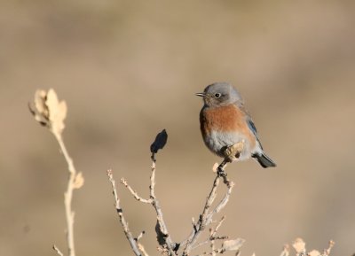 Western Bluebird IMG_4883.jpg
