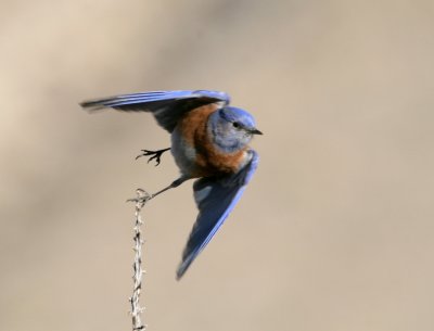 Western Bluebird IMG_4901.jpg