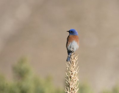 Western Bluebird IMG_5051.jpg