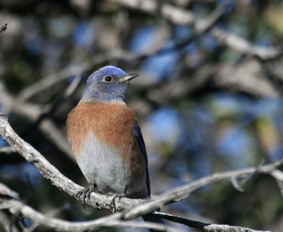 Western Bluebird IMG_5084.jpg