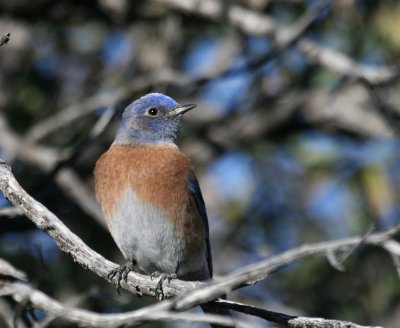 Western Bluebird IMG_5084.jpg