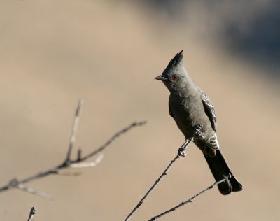 Phainopepla female IMG_5233.jpg