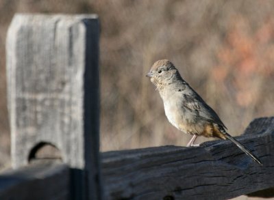 Canyon Towhee IMG_4935.jpg