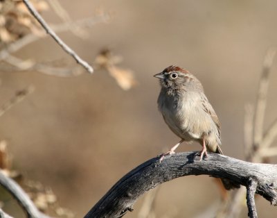 Rufous Crowned Sparrow IMG_5212.jpg
