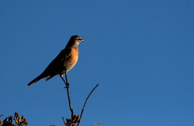 American Robin IMG_4893.jpg