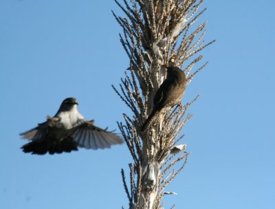 Bewicks   House Wren IMG_5063.jpg