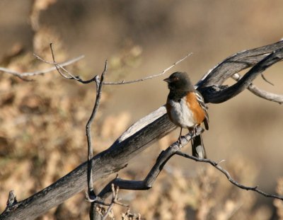 Spotted Towhee IMG_5027.jpg