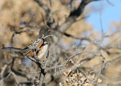 Spotted Towhee IMG_5220.jpg