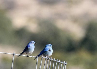Mountain Bluebirds IMG_4946.jpg