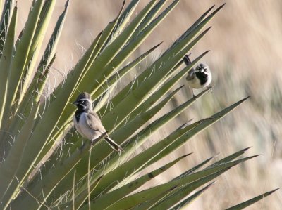 Black-Throated Sparrows IMG_5181.jpg