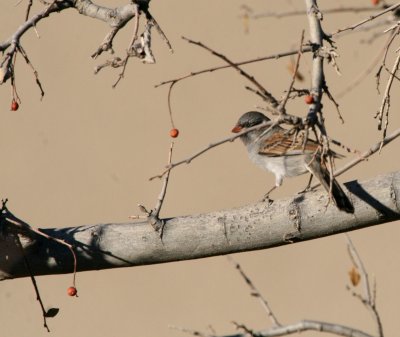 Black-Chinned Sparrow IMG_5192.jpg