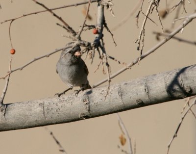 Black-Chinned Sparrow IMG_5194.jpg