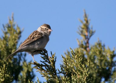 Chipping Sparrow IMG_4915.jpg