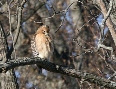 Red-Shouldered Hawk Font Hill park IMG_5324.JPG