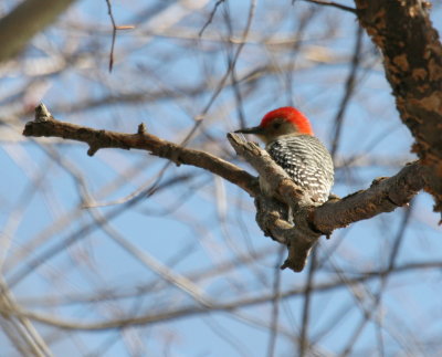 Red-Bellied Woodpecker EB IMG_5328.JPG