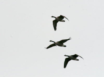 Geese over the mall IMG_5376.JPG