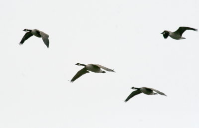 Geese over the mall IMG_5379.JPG
