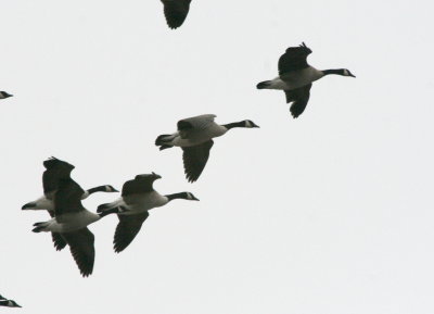 Geese over the mall IMG_5405.JPG