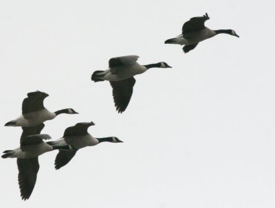 Geese over the mall IMG_5406.JPG