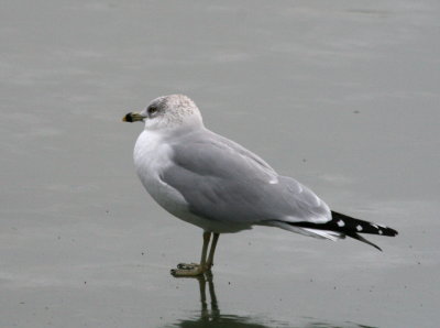 R-B Gull on ice IMG_5432.JPG