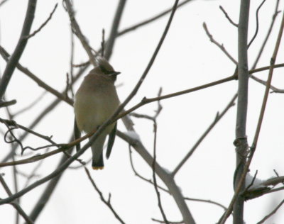Cedar Waxwings Cenntenial Lake IMG_5450.JPG