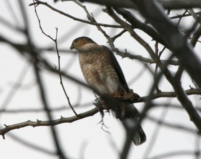 Sharp-Shinned Hawk feeding Cenntenial Park IMG_5461.JPG