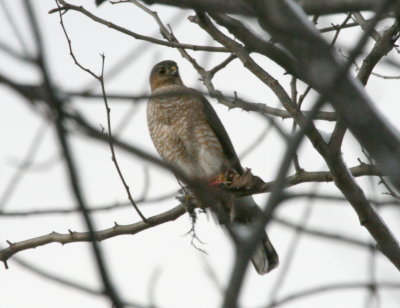 Sharp-Shinned Hawk feeding Cenntenial Park IMG_5466.JPG