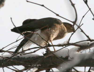 Sharp-Shinned Hawk feeding Cenntenial Park IMG_5480.JPG