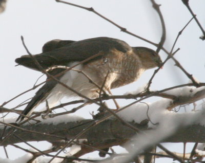 Sharp-Shinned Hawk feeding Cenntenial Park IMG_5483.JPG