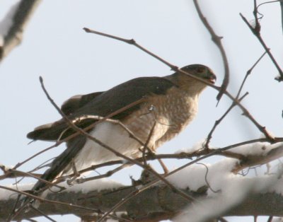 Sharp-Shinned Hawk feeding Cenntenial Park IMG_5488.JPG