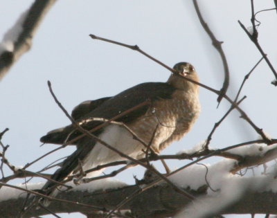 Sharp-Shinned Hawk feeding Cenntenial Park IMG_5489.JPG
