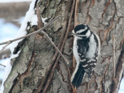 Downy Woodpecker Cenntenial Lake IMG_5513.JPG